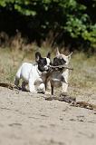 BOULEDOGUE FRANCAIS 255